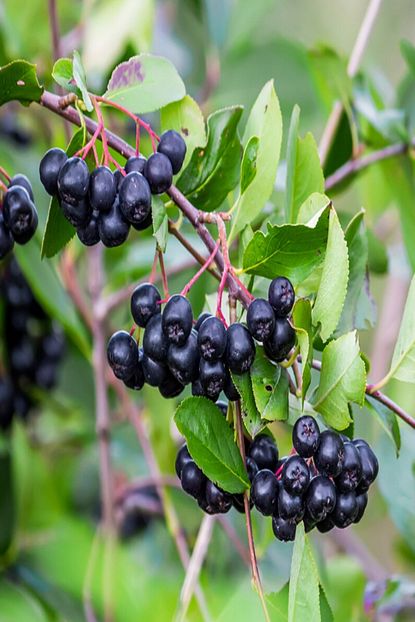 alibotanik aronya aronia fidani 25 30 cm doku kulturu ile uretim fiyati yorumlari trendyol