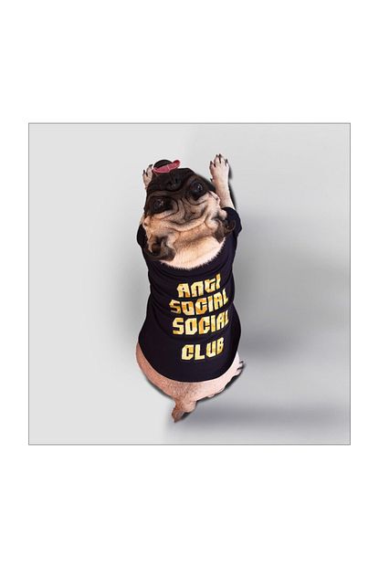 Cream Grey Lucy Sari Kamuflaj Baskili Anti Social Social Club Baskili Kopek Kiyafeti Tisort Trendyol