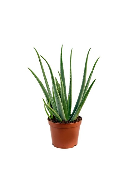 Oskaryum Aloe Vera Bitkisi 25 30 Cm Trendyol