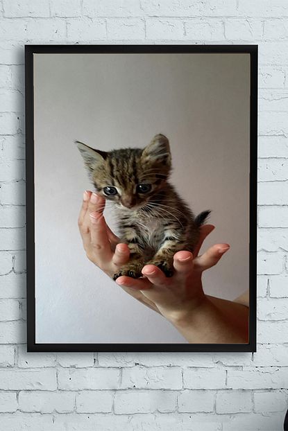 Postermanya Kedi Hayvan Cerceveli Tablo 4 50x70cm Trendyol