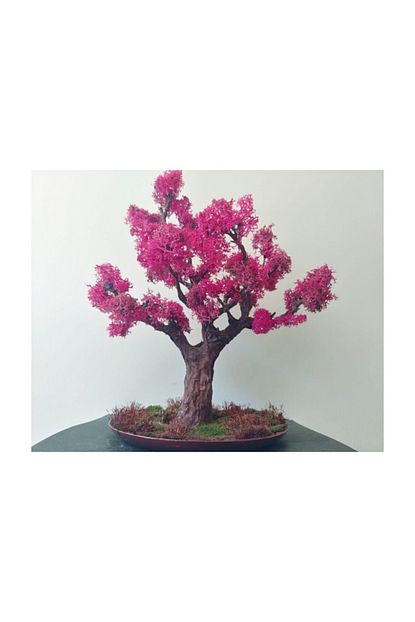 Nar Bonsai Bonsai Kirmizi Cicekli Izlanda Yosunu 21 Cm Trendyol
