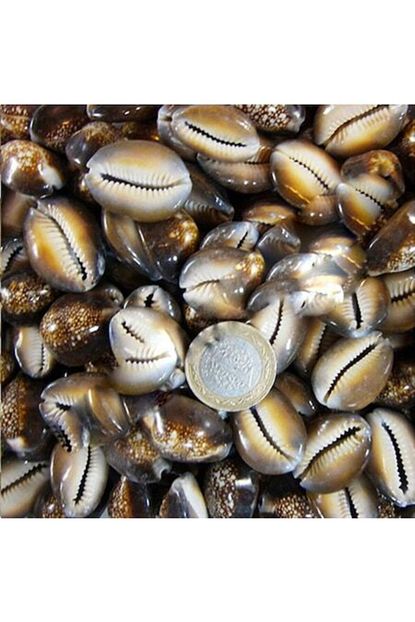 Tahtakale Toptancisi Cyprea Caputserpentis Kiloluk Deniz Kabugu 1 Kg Trendyol