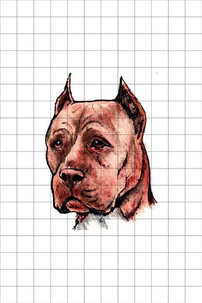 tatfast pit bull 39 gecici dovme flash