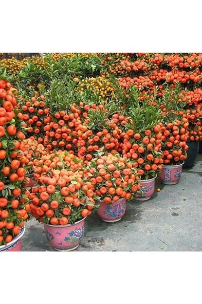 Farmlife Tohum Bodur Yediveren Mandalina Agaci Tohumu Trendyol