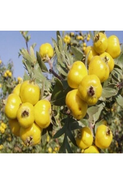 Ebruli Iri Meyveli Alic Fidani Fiyati Yorumlari Trendyol