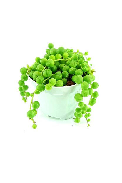 Ege Garden Tesbih Cicegi Boncuk Sukulent 9 Cm Saksida Tam Yuvarlak Form Canli Bitki Trendyol