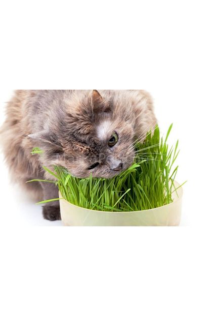 Gardenmix Garden Mix Kedi Cimi 13 18 Cm Trendyol