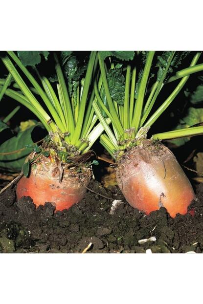 digerui hayvan pancari rekord poly ithal 1kg fito fiyati yorumlari trendyol