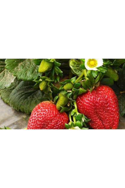 ucuzluk diyari 1000 adet osmanli cilek fidesi acik kok frigo ve taze sokum garantilidir fiyati yorumlari trendyol