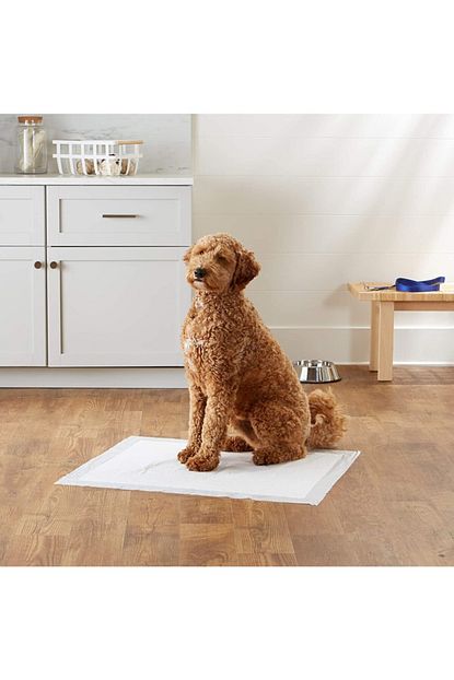 Doglife Ekonomik B Kalite Kedi Kopek Cis Pedi 120 Adet 60x60 Trendyol