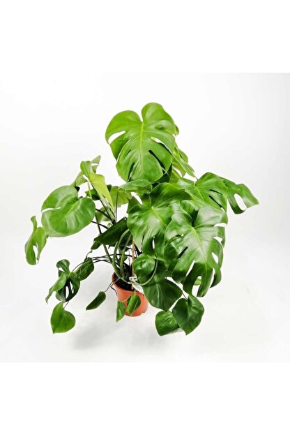 Fidanburada Deve Tabani Bitkisi Monstera Deliciosa Xl Buyuk Boy Ithal Ithal Trendyol