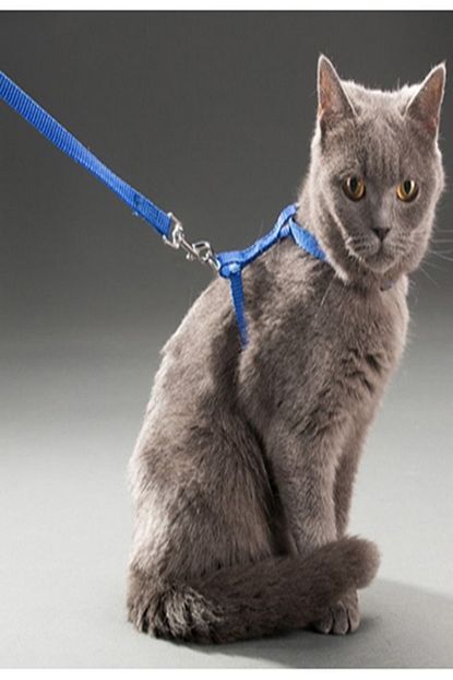 Muca Kedi Gogus Tasmasi Ve Gezdirme Seti Trendyol
