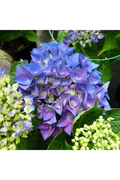 Fidanistanbul Hydrangea Macrophylla Blue Mavi Ortanca Ithal Saksida Trendyol