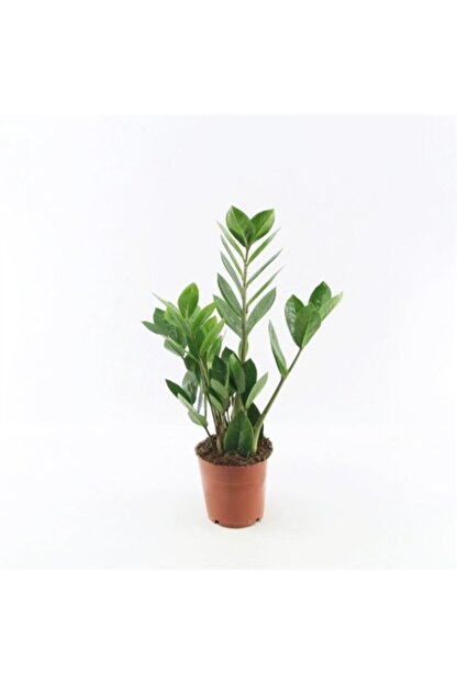 Peyzaj Burada Online Bahce Market Zamia Bitkisi Zamioculcas Zumrut Palmiyesi 40 Cm Ic Mekan Sus Bitkisi Fiyati Yorumlari Trendyol