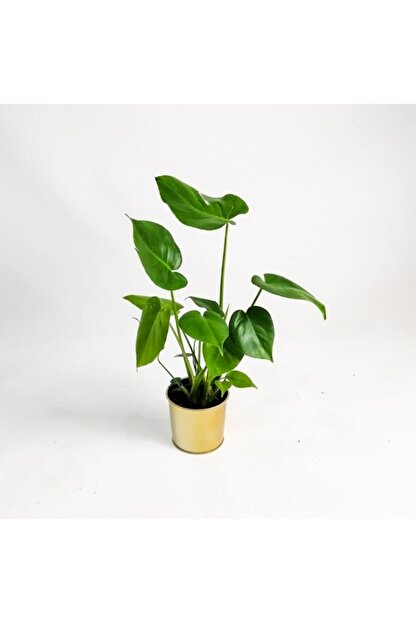 Fidanburada Deve Tabani Bitkisi Monstera Deliciosa Ithal 30 40 Cm Trendyol