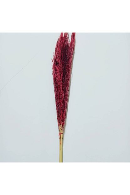Green Organizasyon Renkli Uzun Pampas Pampas Dekor Cicegi 120 Cm Trendyol