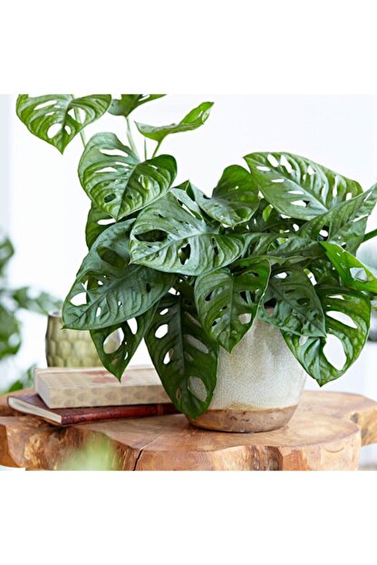 Salonbitkileri Deve Tabani Monstera Monkey Trendyol