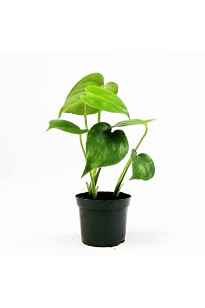 Fidanburada Baby Monstera Mini Deve Tabani Ithal Trendyol