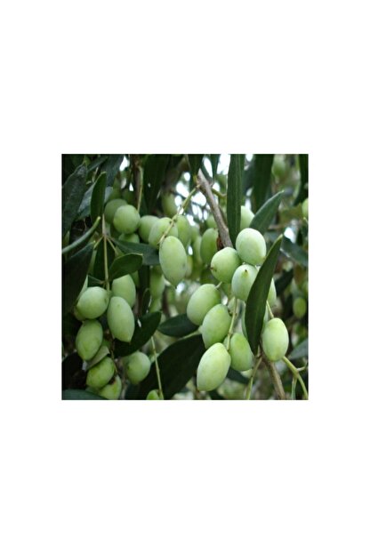 yayla tarim 5 adet zeytin fidani