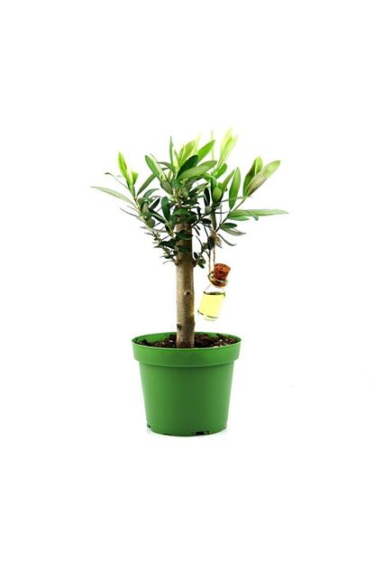 Salonbitkileri Zeytin Bonsai Bonzai Agaci 12cm Saksida Zeytin Agaci Trendyol