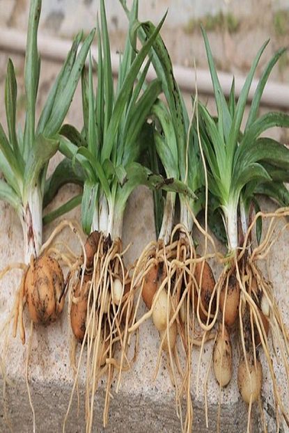 alibotanik salep fidesi 55 adet hasat