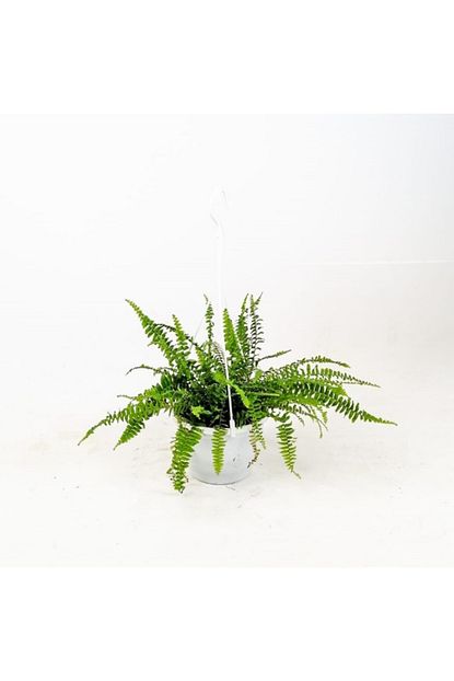Fidanburada Ask Merdiveni Panjur Cicegi Nephrolepis Exaltata Askili Saksida Trendyol