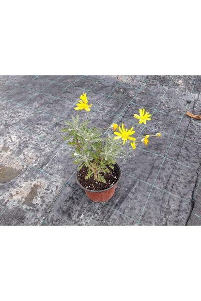 papatya euryops
