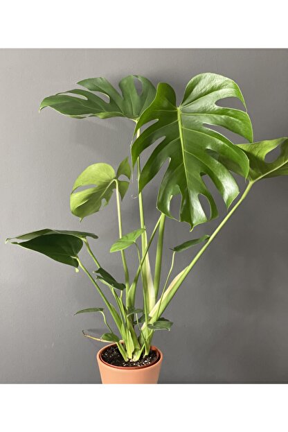 Mintdukkan Monstera Deliciosa Orta Boy Ev Ofis Bitkisi Deve Tabani Bitkisi Trendyol