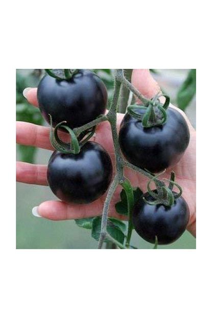 Cam Tohumculuk Siyah Domates Tohumu 5 Adet Tohum Black Tomato Trendyol