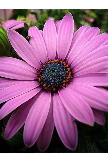 osteospermum ecklonis eflatun renkli
