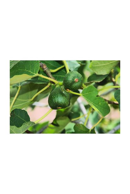 Yesil Deniz Fidancilik Siyah Incir Bursa Karasi Fidani Trendyol