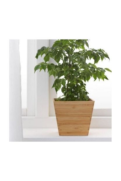 Deneme Zamani Ikea Vildapel Saksi Bambu Trendyol