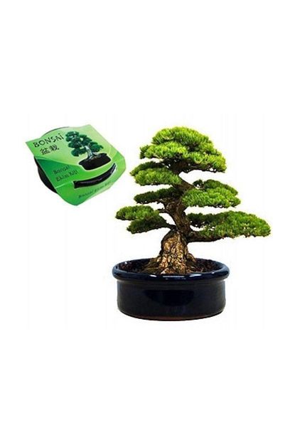 Firsatyeri Hediyelik Bodur Agac Bonsai Karacam Tohumu Saksi Torfu Ekim Seti Trendyol