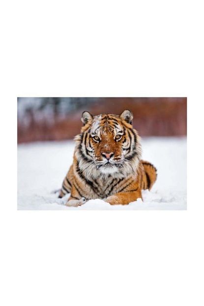Altun Puzzle 1000 Parca Kaplan 48 X 68 Cm Trendyol