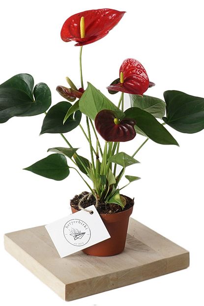 Heryerbitki Anthurium Bitkisi Antoryum Saksi Cicekleri Ic Mekan Bitkileri Trendyol