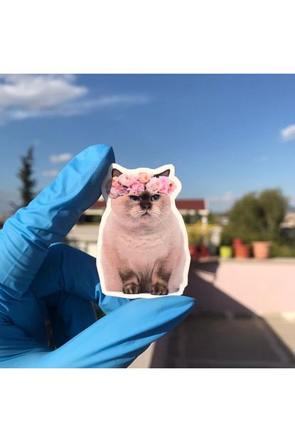 Hancho Sticker Kedi Sticker Trendyol