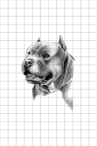 tatfast pit bull 55 gecici dovme flash