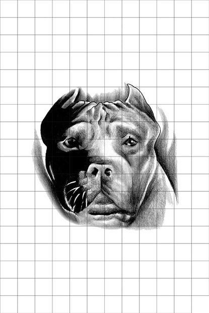 tatfast pit bull 56 gecici dovme flash