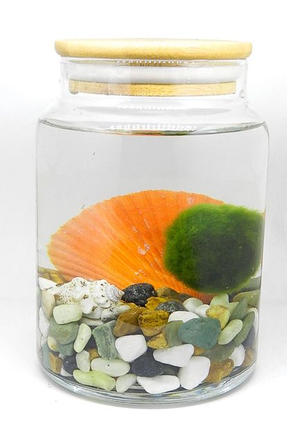 Moin Flowers Yosun Topu Marimo Moss Teraryum Trendyol