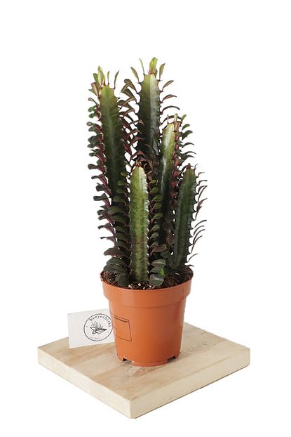 Heryerbitki Kaktus Euphorbia Rubra Mini Afrikan Sut Agaci Ev Bitkisi Saksi Cicekleri Trendyol