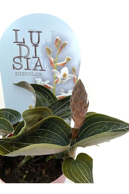 Niwa Botanic Ludisia Discolor Jewel Orchid Mucevher Orkide Trendyol