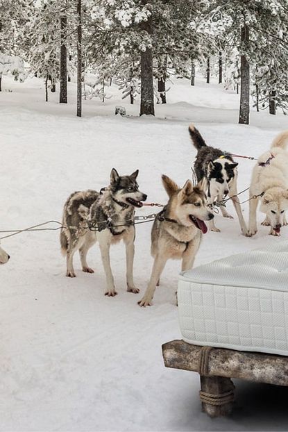 Halsa Lappland At Kuyrugu Kili Gots Sertifikali 100 Organik Pamuk El Yapimi Yatak Trendyol