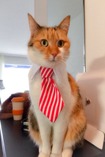 Genx Kedi Kopek Desenli Kravat Trendyol