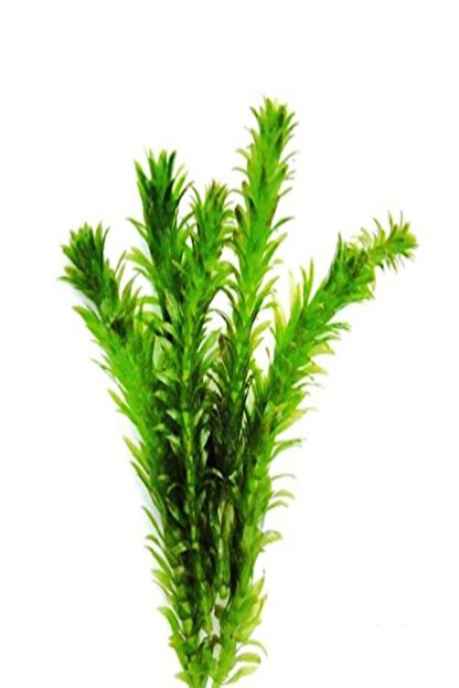 bio aquatic elodea egeria densa akvaryum bitkisi 5 adet fiyati yorumlari trendyol