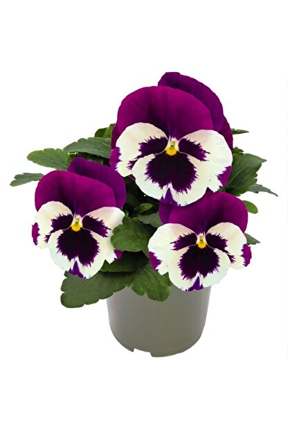 Mutbirlik Buyuk Cicekli Mor Beyaz Hercai Menekse Cicegi Fidesi 3 Adet Fiyati Yorumlari Trendyol