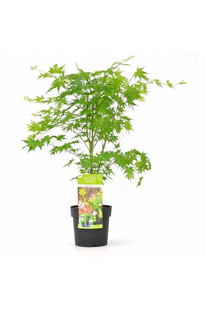 Tacirdepo Tuplu Acer Platanoides Cinar Yaprakli Akcaagac Fidani Trendyol