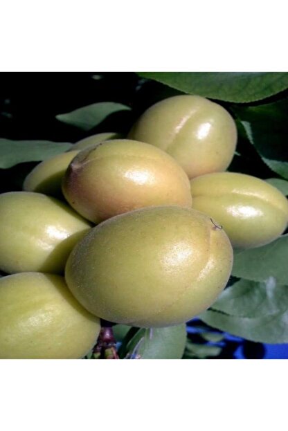 bol verimli yari bodur ziraat