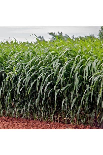 mutlu paket sorghum dogal sudan otu tohumu 20 kg fiyati yorumlari trendyol