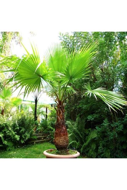 pamuk palmiye washingtonia filifera palmiye agaci fidani 250 400 cm