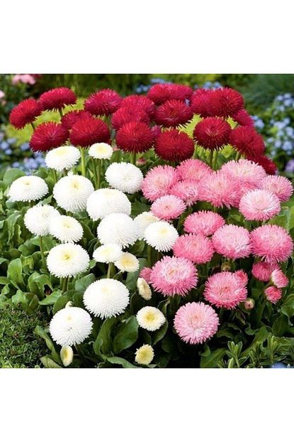 mutlu paket katmerli bellis perennis